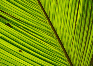 Close-up of a green palm leaf showing detailed lines and veins, with light shining through, highlighting the vibrant green color and natural patterns.