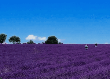 Two people walk through a vast field of blooming purple lavender under a bright blue sky with a few trees and clouds in the background.